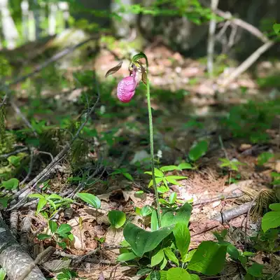 Pink Lady's Slipper, the New Hampshire state wildflower, growing in the woods at Barrington Shores
